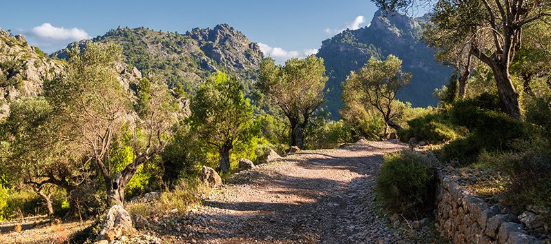 Nordic Walking auf Mallorca: eine neue Art zu gehen