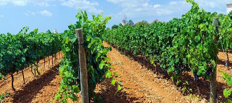 Mallorcas Weinrouten: die Bodegas, die man sich nicht entgehen lassen sollte!