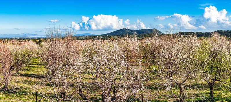 Printemps à Majorque : les meilleures routes des amandiers en fleur