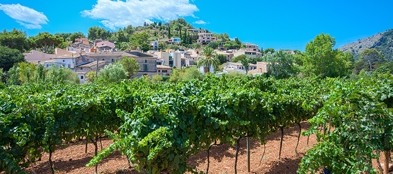 Viñedos, Vinos de Mallorca