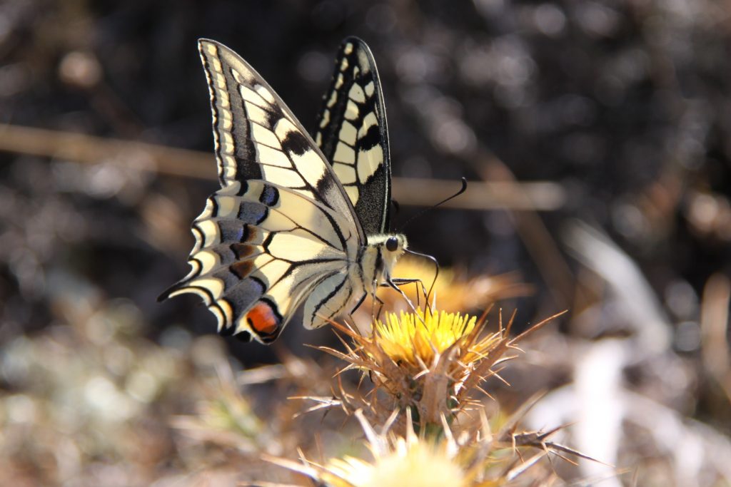 especies de mariposas, Papilio machaon
