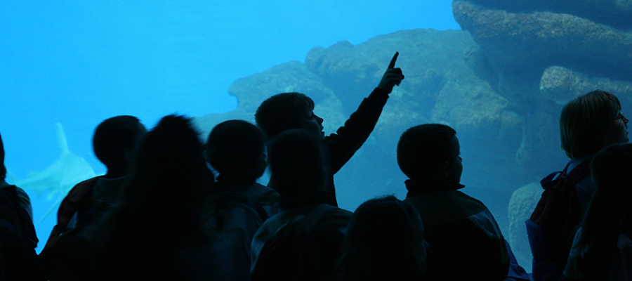 Aktivitäten für kindern auf Mallorca, Palma Aquarium