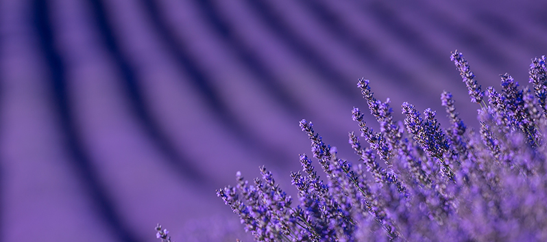 destinations for a long weekend, Brihuega´s lavender fields (Guadalajara)