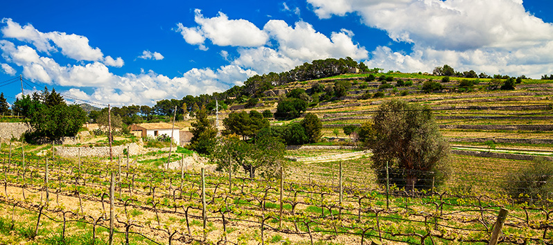 ruta del vino de Mallorca